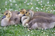 Grouchy  D6 21-05-21 032  01  Photo ACG