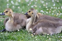 Grouchy  D6 21-05-21 038   Photo ACG