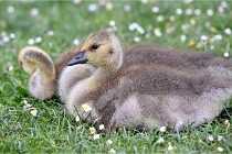 Grouchy  D6 21-05-21 042   Photo ACG