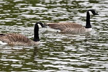 Grouchy  D6 21-05-21 050   Photo ACG