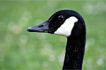 Grouchy  D6 21-05-21 066   Photo ACG