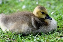 Grouchy  D6 21-05-21 095   Photo ACG