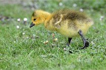 Grouchy  D6 21-05-21 104   Photo ACG