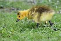 Grouchy  D6 21-05-21 105   Photo ACG