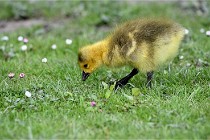 Grouchy  D6 21-05-21 107   Photo ACG