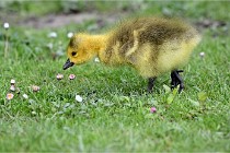 Grouchy  D6 21-05-21 109   Photo ACG