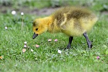 Grouchy  D6 21-05-21 110   Photo ACG