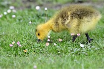 Grouchy  D6 21-05-21 112   Photo ACG