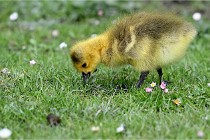 Grouchy  D6 21-05-21 113   Photo ACG