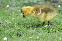 Grouchy  D6 21-05-21 114   Photo ACG