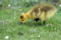 Grouchy  D6 21-05-21 115   Photo ACG