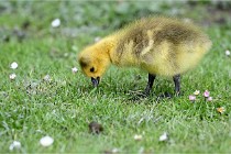 Grouchy  D6 21-05-21 116   Photo ACG