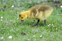 Grouchy  D6 21-05-21 117   Photo ACG