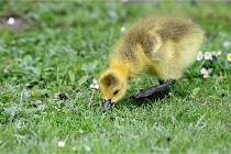 Grouchy  D6 21-05-21 120   Photo ACG