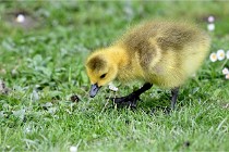 Grouchy  D6 21-05-21 121   Photo ACG