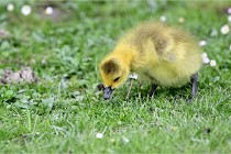 Grouchy  D6 21-05-21 122   Photo ACG