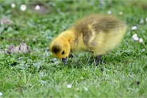 Grouchy  D6 21-05-21 124   Photo ACG