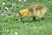 Grouchy  D6 21-05-21 125   Photo ACG