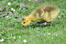 Grouchy  D6 21-05-21 126   Photo ACG