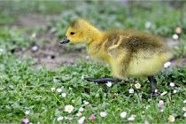 Grouchy  D6 21-05-21 127   Photo ACG