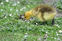 Grouchy  D6 21-05-21 131   Photo ACG