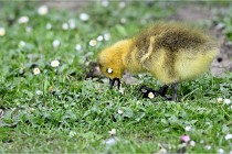 Grouchy  D6 21-05-21 132   Photo ACG