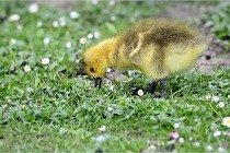 Grouchy  D6 21-05-21 134   Photo ACG