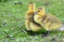 Grouchy  D6 21-05-21 140   Photo ACG