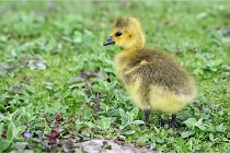 Grouchy  D6 21-05-21 141   Photo ACG