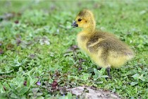 Grouchy  D6 21-05-21 142   Photo ACG