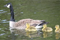 Grouchy  D6 21-05-21 152   Photo ACG