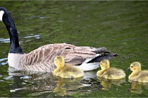 Grouchy  D6 21-05-21 153   Photo ACG