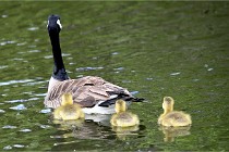 Grouchy  D6 21-05-21 154   Photo ACG