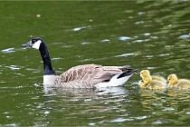 Grouchy  D6 21-05-21 157   Photo ACG