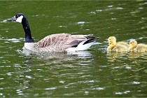 Grouchy  D6 21-05-21 160   Photo ACG