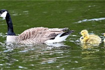 Grouchy  D6 21-05-21 162   Photo ACG