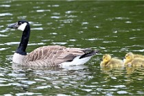 Grouchy  D6 21-05-21 164   Photo ACG