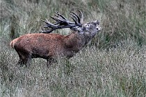 D6 Boutissaint 21-10-05 1259   Photo ACG