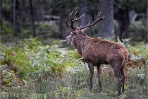 D6 Boutissaint 21-10-06 1324   Photo ACG