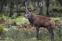 D6 Boutissaint 21-10-06 1369   Photo ACG