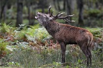 D6 Boutissaint 21-10-06 1372   Photo ACG