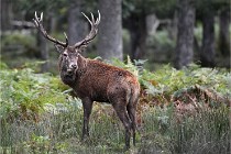 D6 Boutissaint 21-10-06 1382   Photo ACG