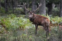 D6 Boutissaint 21-10-06 1385   Photo ACG