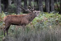 D6 Boutissaint 21-10-06 1398   Photo ACG