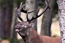 D6 Boutissaint 21-10-06 1474   Photo ACG