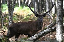 D6 Boutissaint 21-10-06 1826   Photo ACG