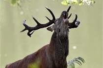 D6 Boutissaint 21-10-06 1914   Photo ACG