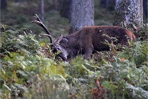 D6 Boutissaint 21-10-08 1974   Photo ACG