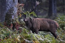 D6 Boutissaint 21-10-08 1981   Photo ACG