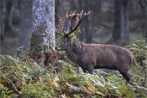 D6 Boutissaint 21-10-08 1995   Photo ACG